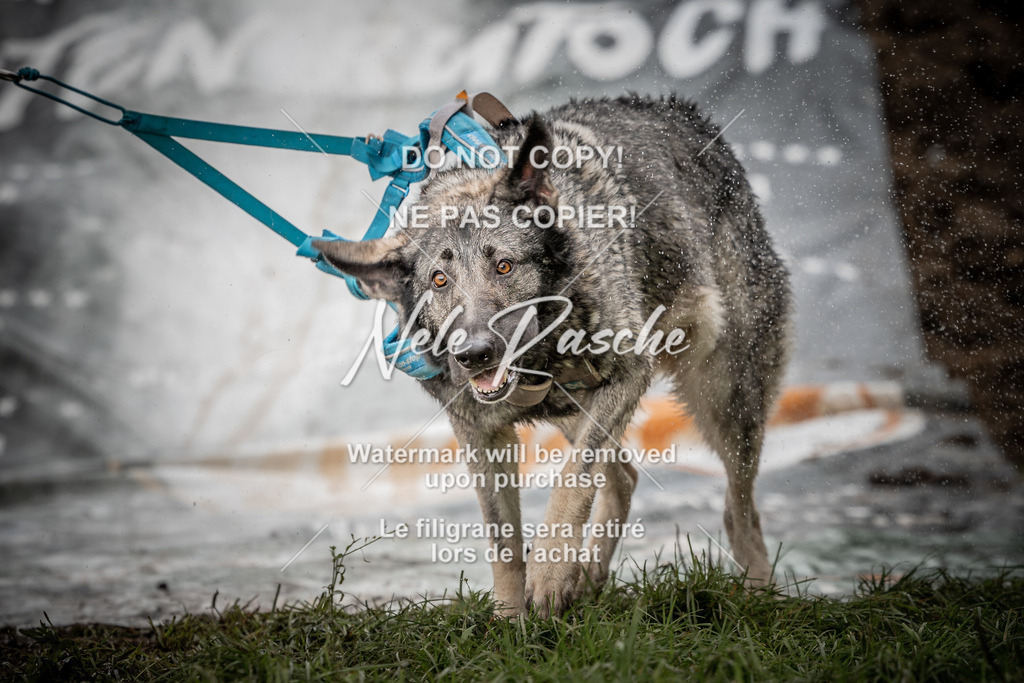 nelerasche_Wingst_Sa1300-1330_388 | nelerasche