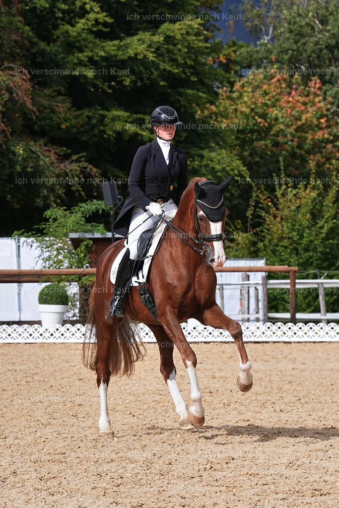 07-201-DRESSUR  S___  -Marixx-5171 | working equitationturnier fotograf videograf stoibphotography marixx film working equitation deutschland reitsport turnierfotografie eventfotografie equestrian events