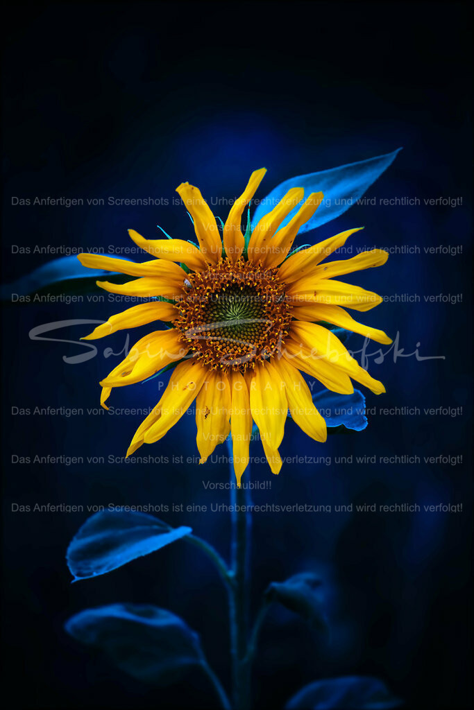 Wandbild Sonnenblume | People- und Tierfotografie, Imageaufnahmen, Veranstaltungsfotografie und Wandbilder aus der Natur ★ Made in Germany ✔️ Druck + Downloads ✔️ Naturfotografie in Top Qualität ★ schneller Versand, weltweite Lieferung! - Realisiert mit Pictrs.com