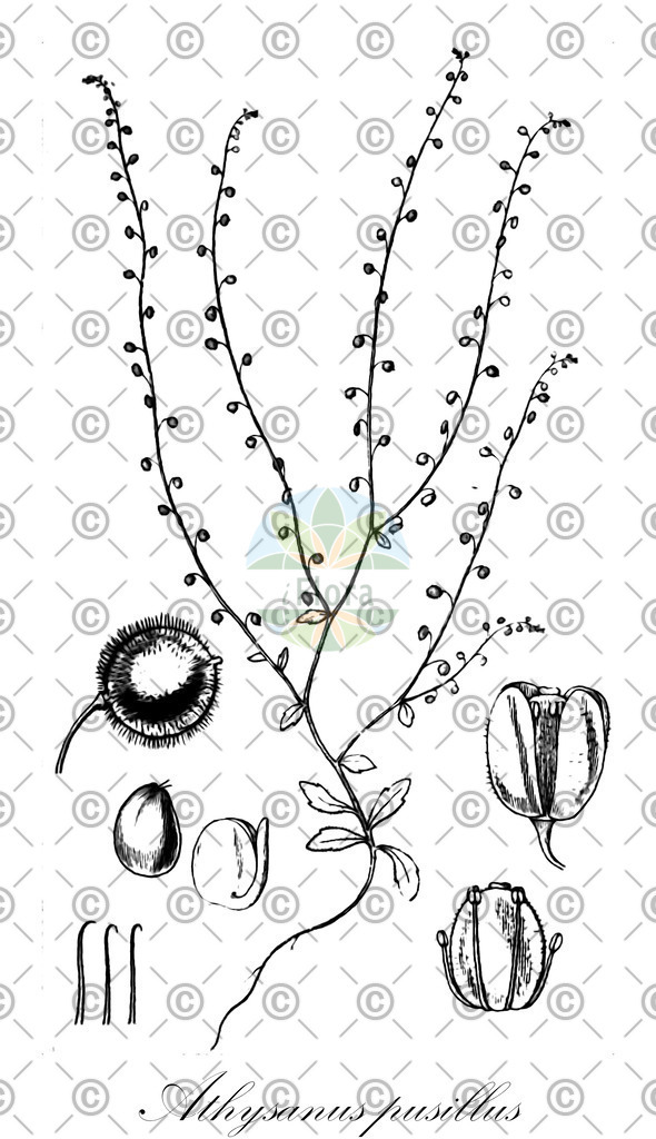 HistAbb_wfo-0000295670_1_ENZY_Simple | Historische Abbildung von Athysanus pusillus - Brassicaceae | Historical Illustration of Athysanus pusillus - Brassicaceae