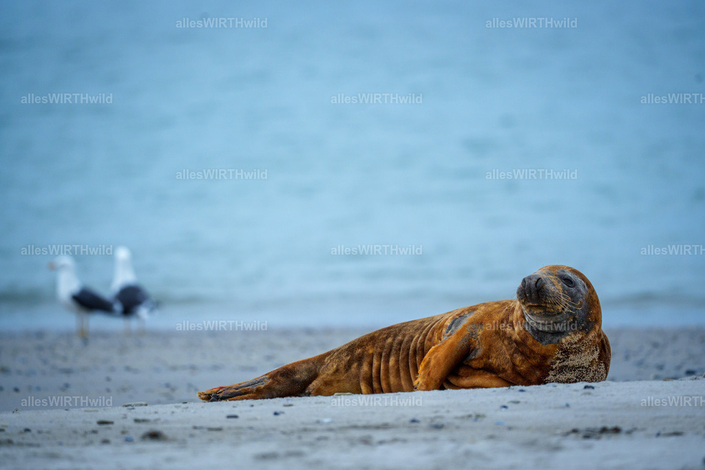 allesWIRTHwild.de - 7IV02186 | Entdecke die faszinierende Welt der Natur- und Wildlife-Fotografie von Daniel und Bärbel. Inspirierende Bilder von wilden Tieren und kleinen Naturwundern.