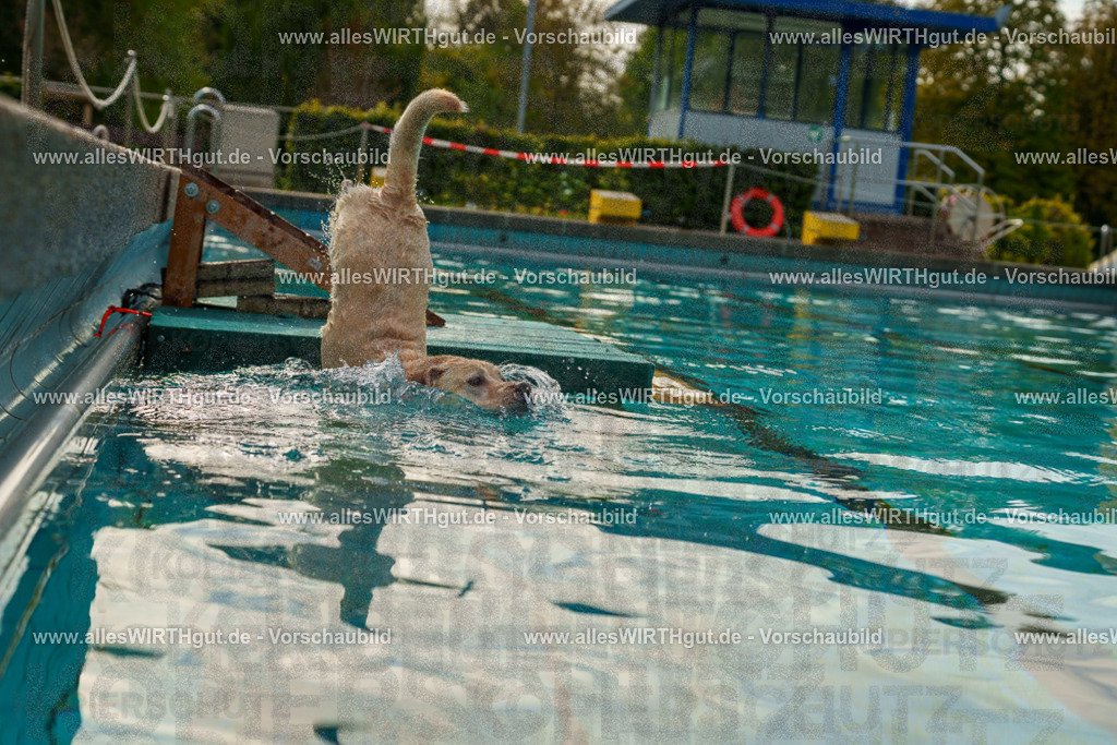 Hundeschwimmen_Grefrath_2026-allesWIRTHgut_Tierfotografie-09_26-7R502295 | Professionelle Tierfotografie in Mönchengladbach von Daniel Wirth (allesWIRTHgut). Liebevolle & natürliche Bilder von Hunden & Katzen für unvergessliche Erinnerungen.