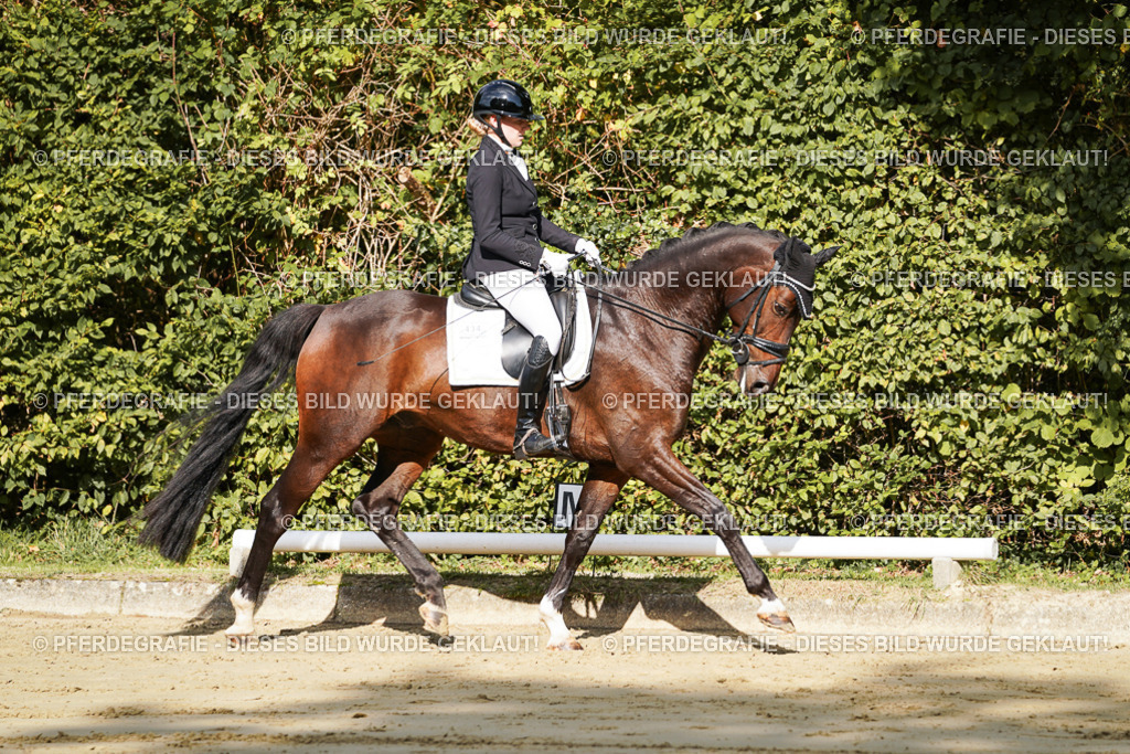 DSC07729 | Pferdegrafie