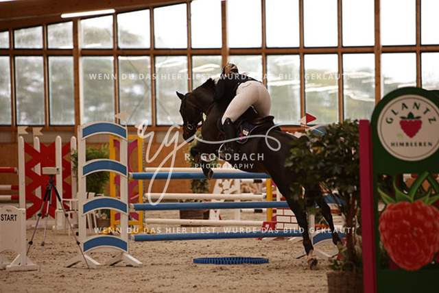 1J2A6657Alexa Burmeister_ Catania 131_ Kn091_ Glantz_ Hohen Wieschendorf | Foto- und Videografie für alles rund ums Pferd. Hochwertige Bilder und Videos vom Spring- und Dressurreiten, Voltigieren & mehr. Jetzt aktuelle Veranstaltungen und Preise im Shop ansehen. - Realisiert mit Pictrs.com