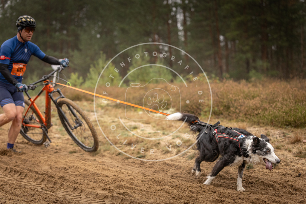 Pfotenfotografie_DV3A2765 | Hundefotografie, Tierfotograf, Pfotenfotografie, Fotoshooting Hund, Hunde Portrait, Hundesport, Hundeportraits, Heideshooting, Hunde, Sportfotograf, Hundefotograf, Turnierhundsport, THS,  - Realisiert mit Pictrs.com
