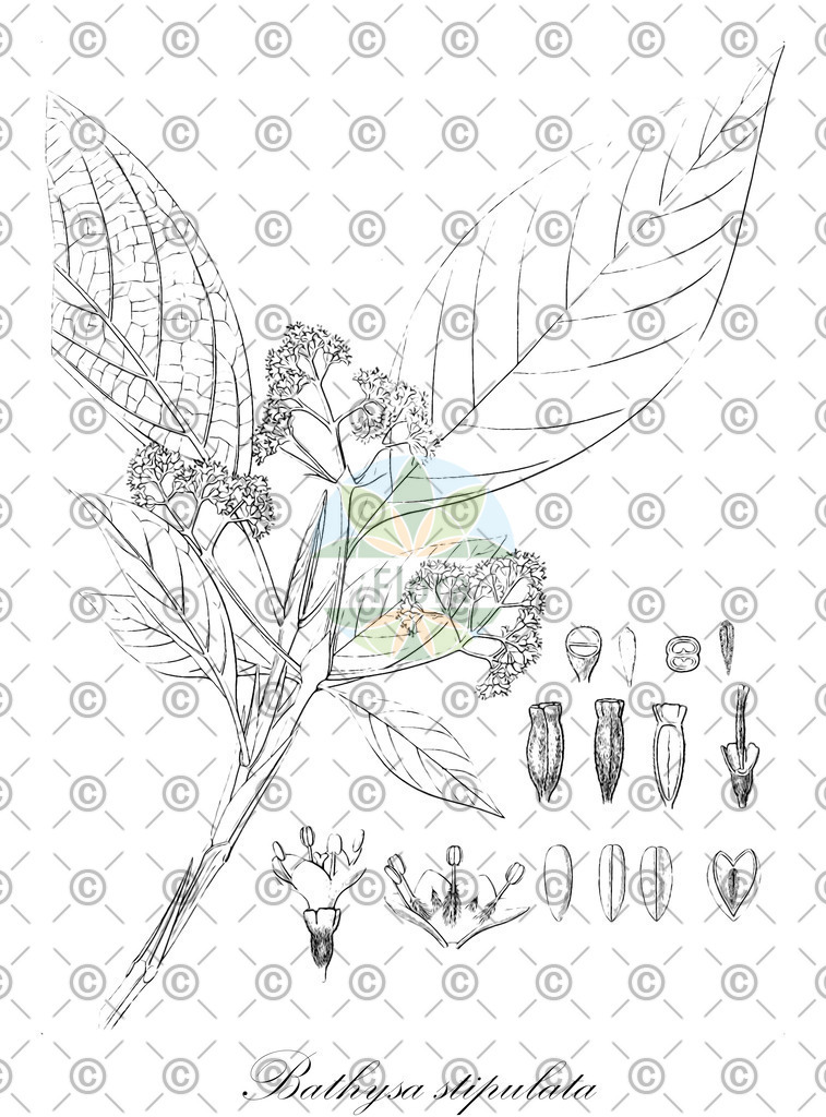 HistAbb_wfo-0000320463_1_ENZY_Simple | Historische Abbildung von Bathysa stipulata - Rubiaceae | Historical Illustration of Bathysa stipulata - Rubiaceae