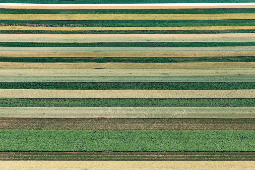 dr__0025204.jpg | SCHWECHAT 24.06.2019 Strukturen auf landwirtschaftlichen Feldern in Schwechat in Niederösterreich, Österreich. // Structures on agricultural fields in Schwechat in Lower Austria, Austria. Foto: Daniel Reiter