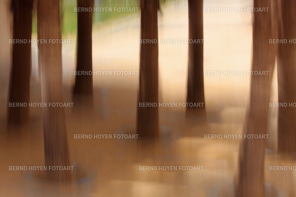 tree school | Fotografie einiger Bäume in Cádiz/Andalusien, Spanien.Die Aufnahme entstand durch Langzeitbelichtung und Mitziehen der Kamera (ICM / Wischtechnik). Durch nachträgliche Bildbearbeitung wurde ein märchenhafter Effekt erzielt. | Photographs of some trees in Cádiz, Andalusia, Spain.The image was created using a long exposure and panning the camera (ICM / panning technique). Post-processing was used to achieve a fairy-tale effect. - Realisiert mit Pictrs.com