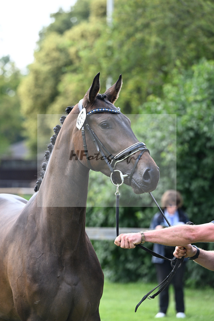 Kat-Nr. 45 Donaus Zupermaus v. Zuperman_Pollich_23240792 | hf-fotografie - Realisiert mit Pictrs.com