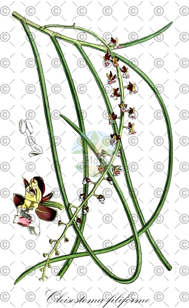 HistAbb_wfo-1000031421_1_ENZY_Simple | Historische Abbildung von Cleisostoma filiforme - Orchidaceae | Historical Illustration of Cleisostoma filiforme - Orchidaceae