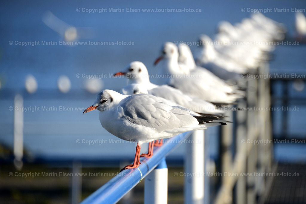 Lühe Anleger Möwven_ELS_6334a | Möwen - Aufnahmedatum: 09.10.2012, Aufnahmehöhe:  m, Koordinaten:  - , Bildgröße: 7360 x  4912 Pixel - Copyright 2012 by Martin Elsen, Kontakt: Tel.: +49 157 74581206, E-Mail: info@schoenes-foto.deSchlagwörter: - Realisiert mit Pictrs.com