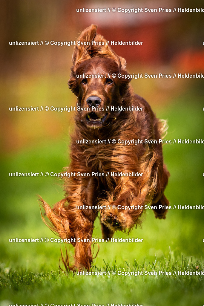 Sven Pries | 2025-04-13 - Hunderennen Baden-Baden - Realisiert mit Pictrs.com