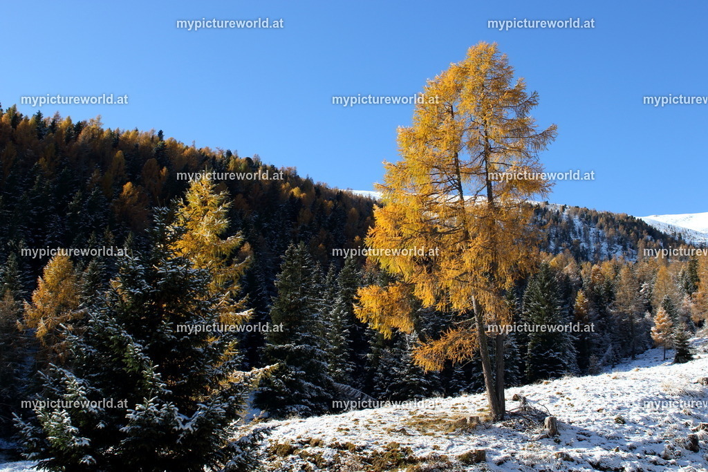 Falkert-001 | Das Bilderarchiv über Tiere, Planzen und Landschaften. In der Bilddatenbank finden Sie ein große Auswahl an hochwertigen Bilder für Ihre Werbung - Realisiert mit Pictrs.com