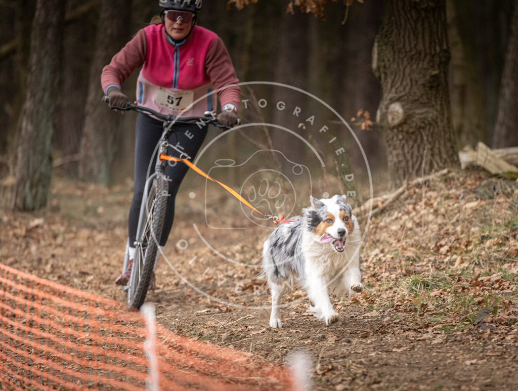 Pfotenfotografie_DV3A1974 | Hundefotografie, Tierfotograf, Pfotenfotografie, Fotoshooting Hund, Hunde Portrait, Hundesport, Hundeportraits, Heideshooting, Hunde, Sportfotograf, Hundefotograf, Turnierhundsport, THS,  - Realisiert mit Pictrs.com