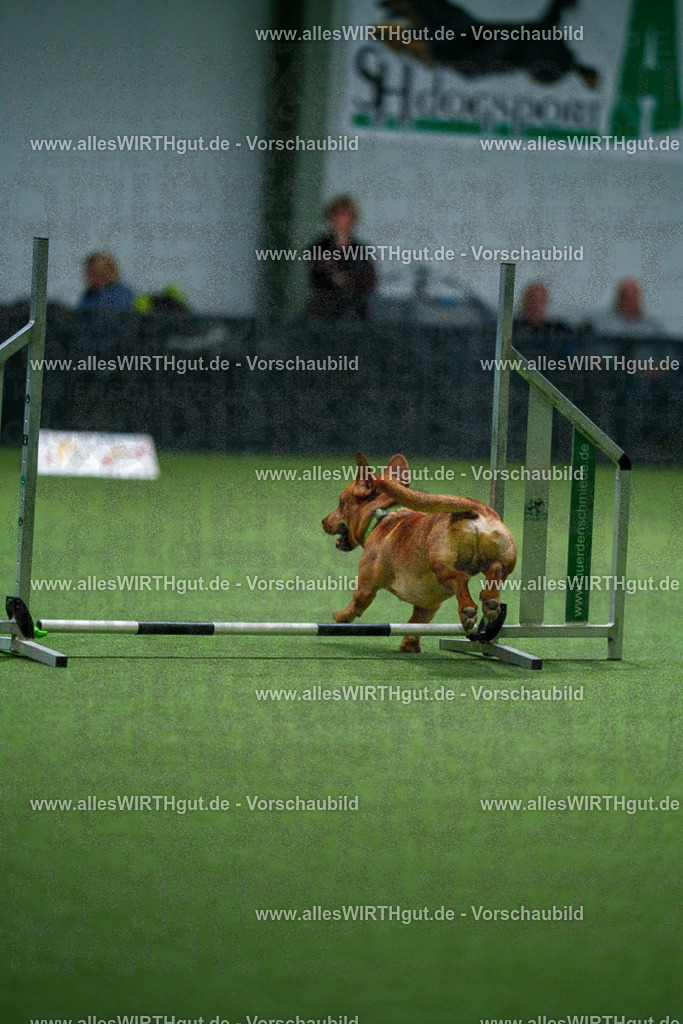 7R502349 | Professionelle Tierfotografie in Mönchengladbach von Daniel Wirth (allesWIRTHgut). Liebevolle & natürliche Bilder von Hunden & Katzen für unvergessliche Erinnerungen.