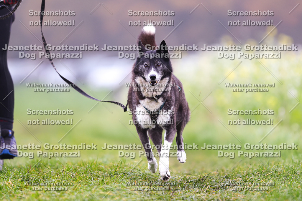 Dog Paparazzi - Visbeck 25 -251 | Dog Paparazzi Jeanette Grottendiek Fotografie & Videografie - Realisiert mit Pictrs.com