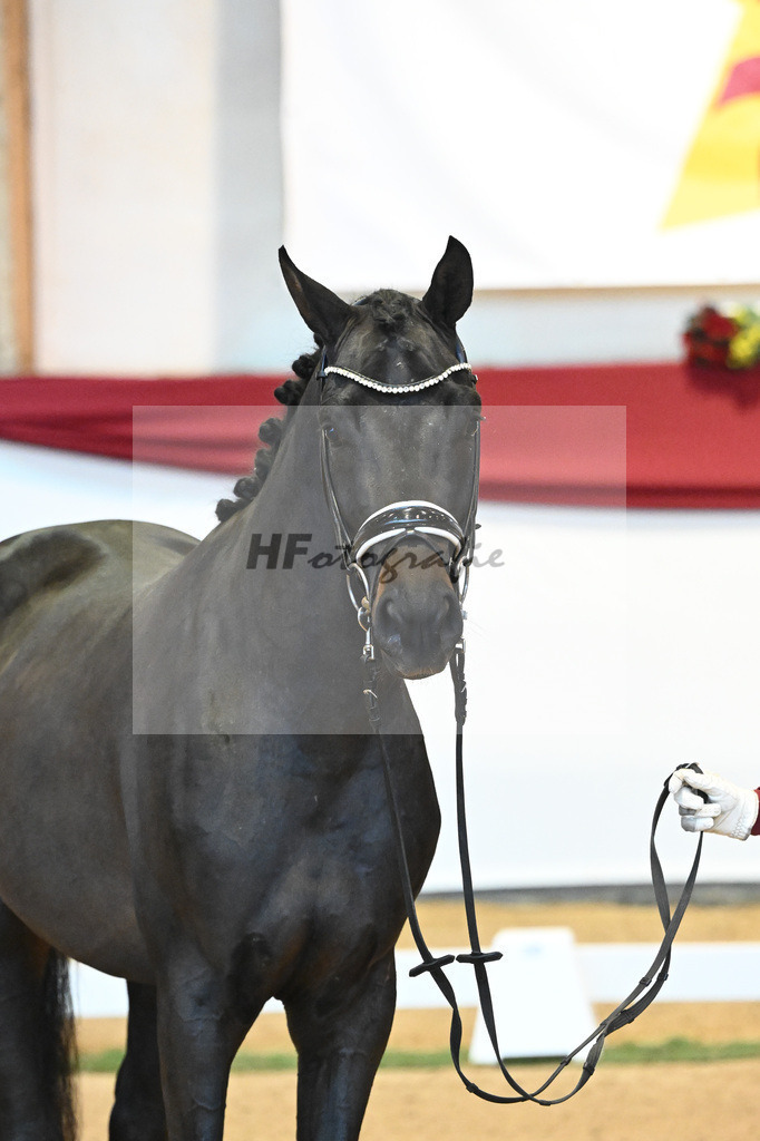 Kat-Nr. 37 Jovian x Lord Sinclair I_Meyer_43231944 | hf-fotografie - Realisiert mit Pictrs.com