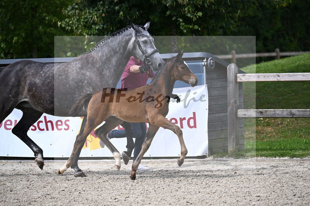 Cullinan du Borget B x Dalles VDL_Sanladerer_29240205 | hf-fotografie - Realisiert mit Pictrs.com
