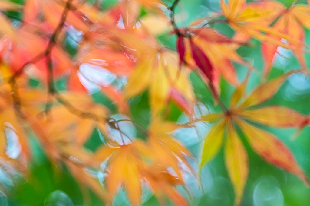 d_2021_11_0306 | Ausdrucksstarke Naturfotografien | Fotokunst Wandbilder zur Raumgestaltung für Zuhause | Praxis und Büro| Hotels und Wellness | Kanzlei und Repräsentanz. Hochwertig, individuell, flexibel. - Realisiert mit Pictrs.com