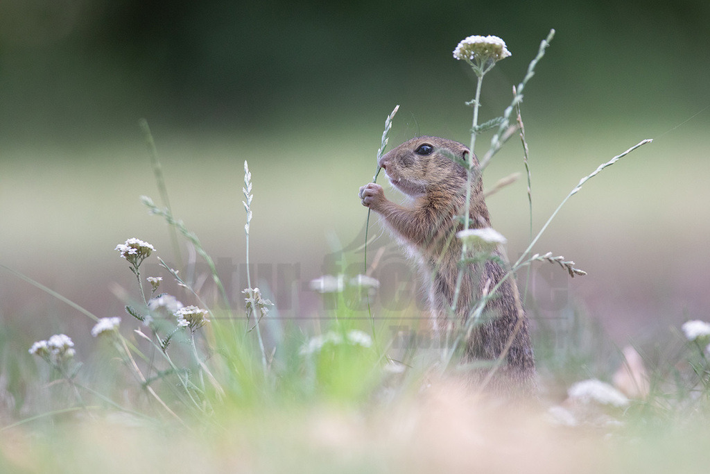 20190805114127-2 | Der, in Österreich auch das, Europäische Ziesel (Spermophilus citellus, Syn.: Citellus citellus), auch Schlichtziesel genannt, ist ein bodenbewohnendes, meist Steppengebiete und Graslandschaften besiedelndes rattengroßes Nagetier aus der Familie der Hörnchen (Sciuridae). Es kommt in den Steppen Südosteuropas von Österreich in Teilen des Balkans sowie in der Türkei vor. - Realisiert mit Pictrs.com