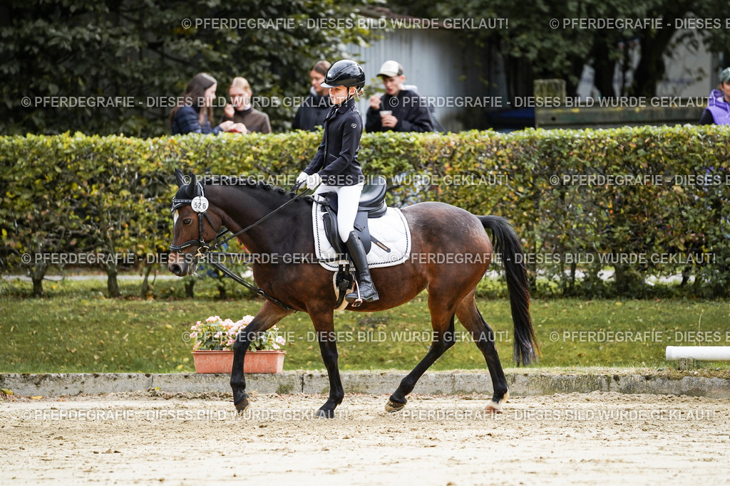 DSC05610 | Pferdegrafie