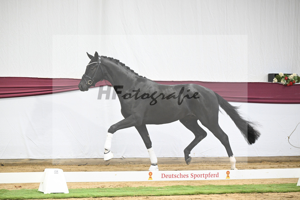 Kat-Nr. 58 Feliciano x San Amour I_Ida Vavrikova_47252167 | hf-fotografie - Realisiert mit Pictrs.com