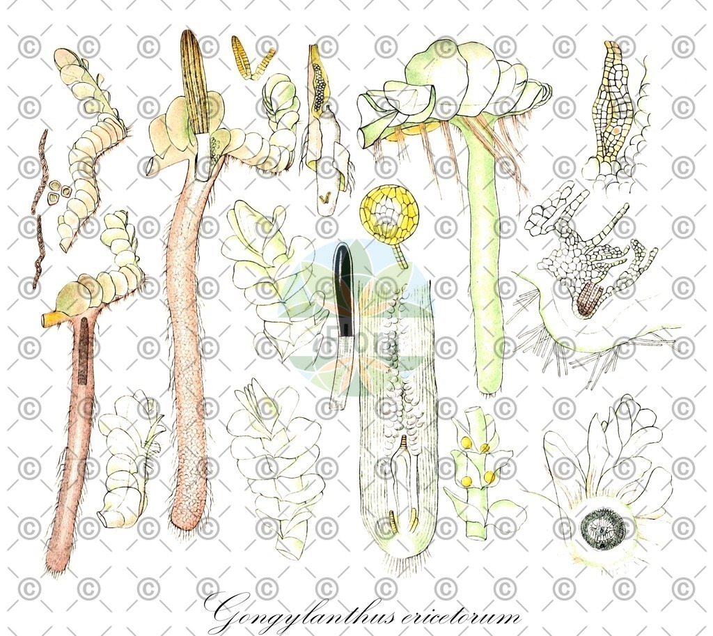 HistAbb_wfo-0001197552_1_ENZY_Simple | Historische Abbildung von Gongylanthus ericetorum - Southbyaceae | Historical Illustration of Gongylanthus ericetorum - Southbyaceae