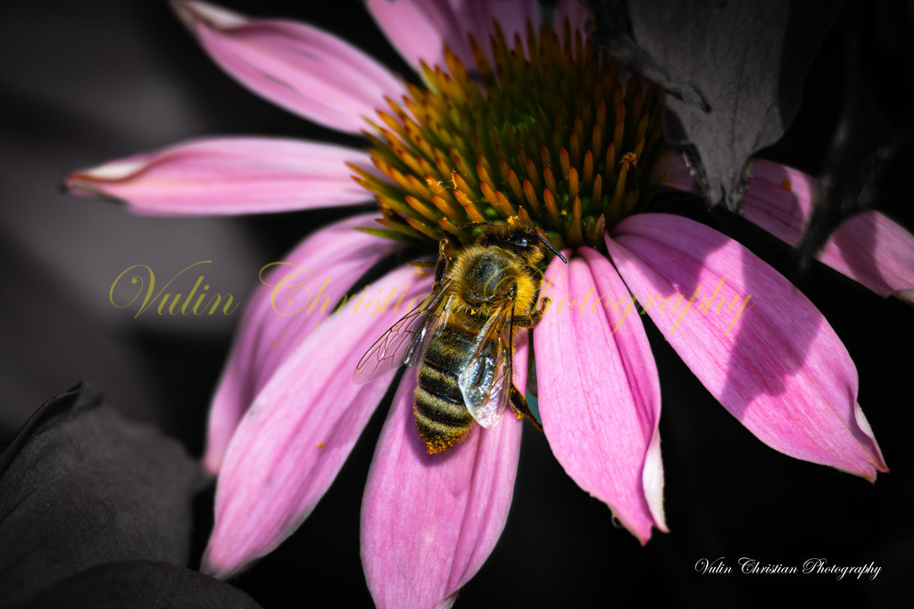 ULMA 32 | Christian Vulin  - Realisiert mit Pictrs.com