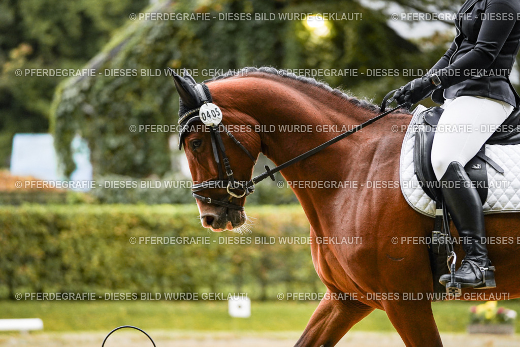 DSC07131 | Pferdegrafie