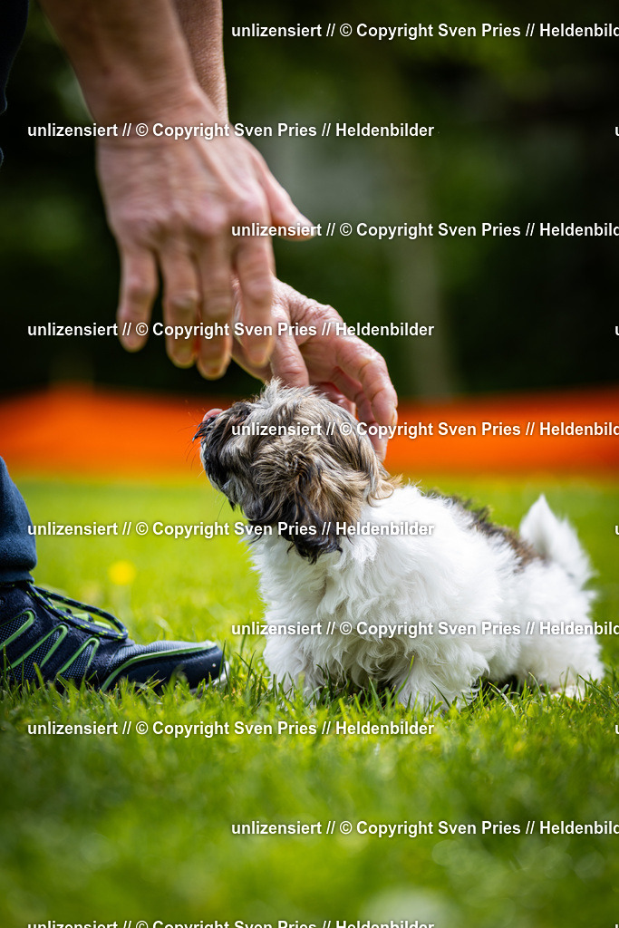 Sven Pries | 2026-05-14 - Hunderennen KA Durlach Vatertag 2026 - Realisiert mit Pictrs.com