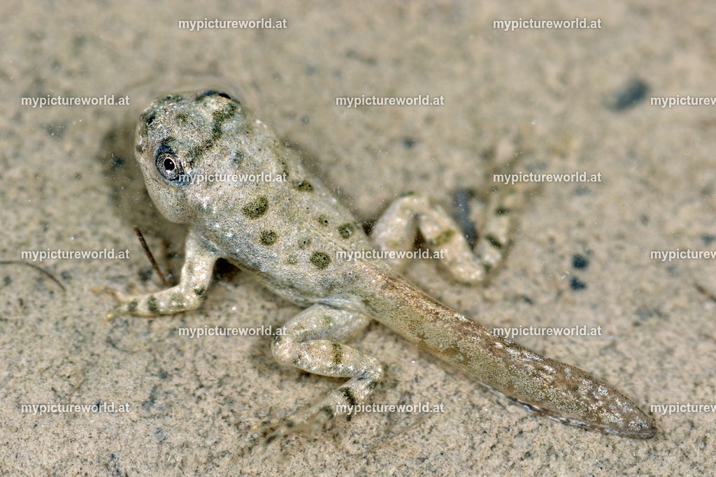 Wechselkröte-029 | Das Bilderarchiv über Tiere, Planzen und Landschaften. In der Bilddatenbank finden Sie ein große Auswahl an hochwertigen Bilder für Ihre Werbung - Realisiert mit Pictrs.com