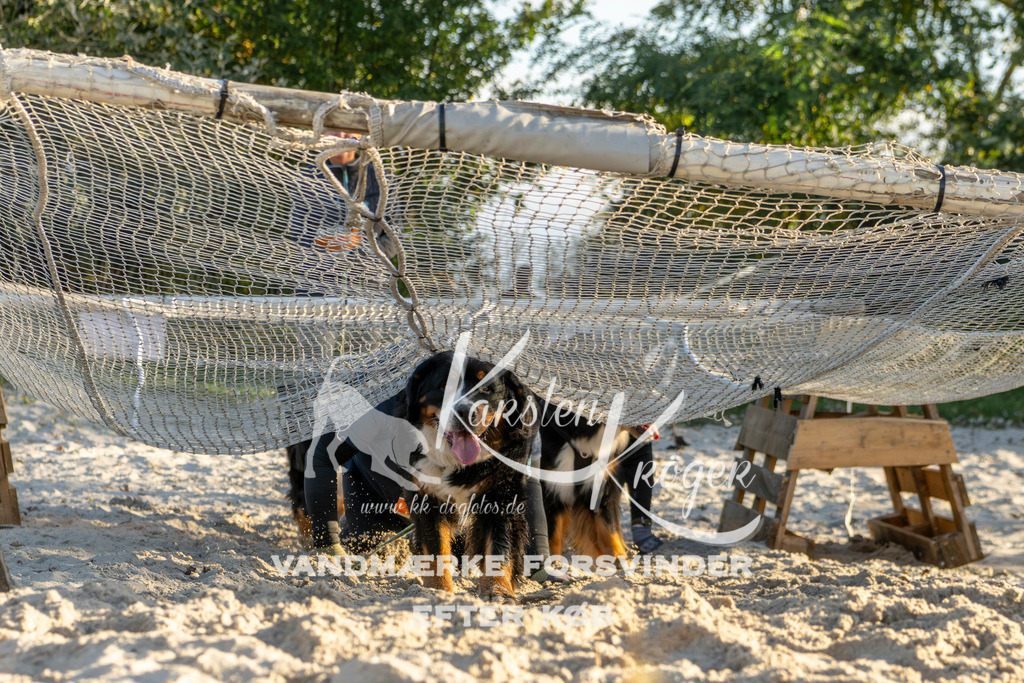 1653_ZZ99878 | kk-dogfotos