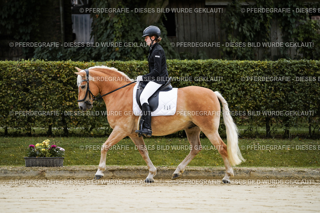 DSC04333 | Pferdegrafie