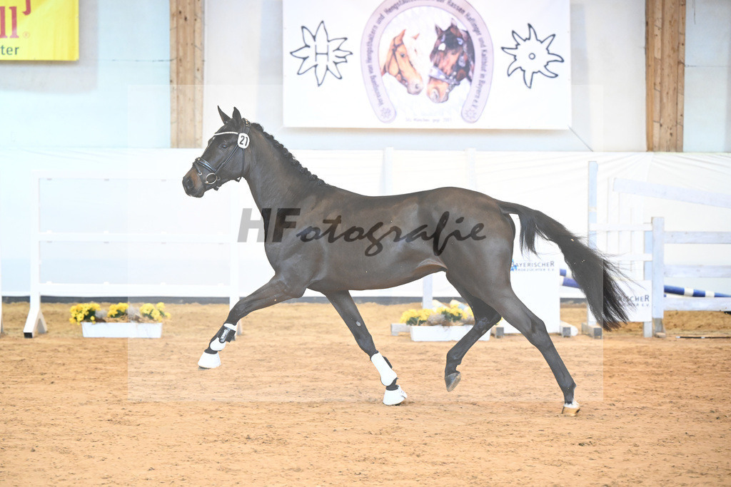 Kat-Nr. 21 v. Quasimodo Z_Baertschi_2230475 | hf-fotografie - Realisiert mit Pictrs.com