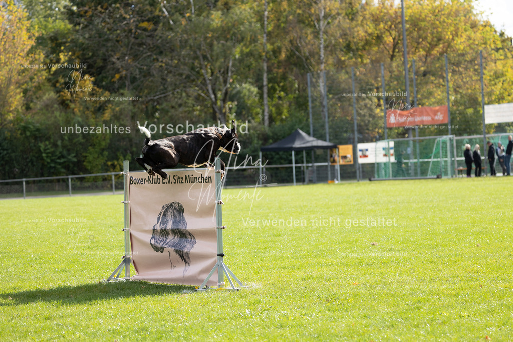 _16A6671 | Einzigartige Fotos von Hunden & Menschen –Actionfotos, Portraits, Vereinsaufnahmen & Paarshootings – authentisch, lebendig & mit Herz.