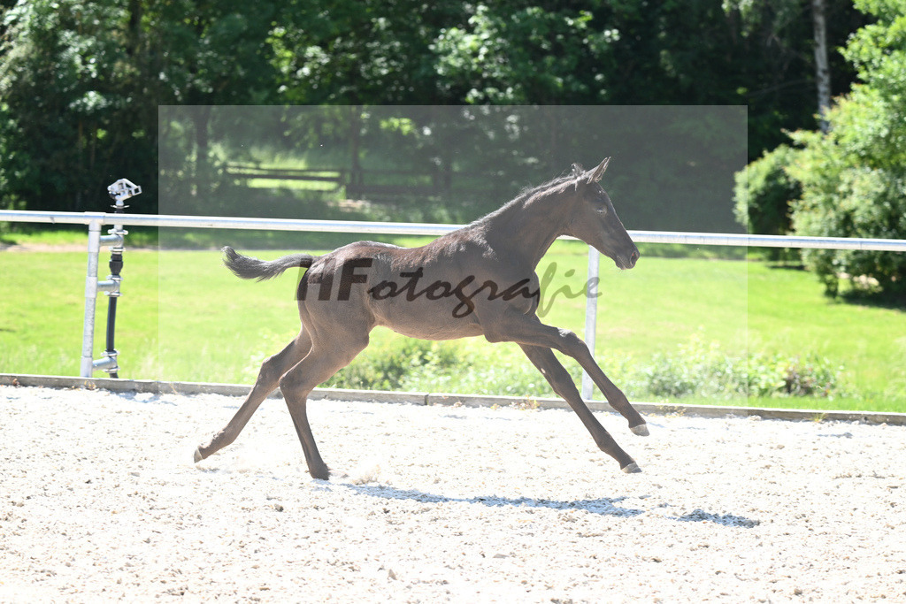 Kat-Nr. 8 HF Fuerst Zonik PS_Kratz_16230283 | hf-fotografie - Realisiert mit Pictrs.com