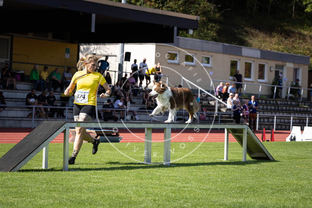 Pfotenfotografie_DV3A0075 | Hundefotografie, Tierfotograf, Pfotenfotografie, Fotoshooting Hund, Hunde Portrait, Hundesport, Hundeportraits, Heideshooting, Hunde, Sportfotograf, Hundefotograf, Turnierhundsport, THS,  - Realisiert mit Pictrs.com