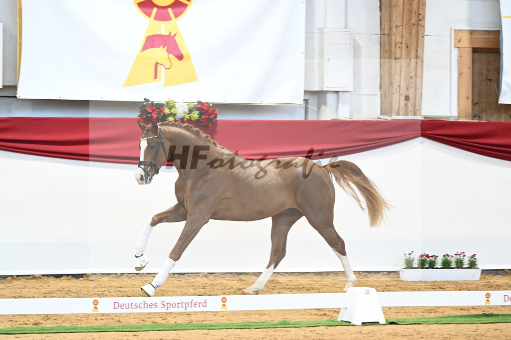 Kat-Nr. 5 Benicio x Florencio I_Lechl_43231627 | hf-fotografie - Realisiert mit Pictrs.com
