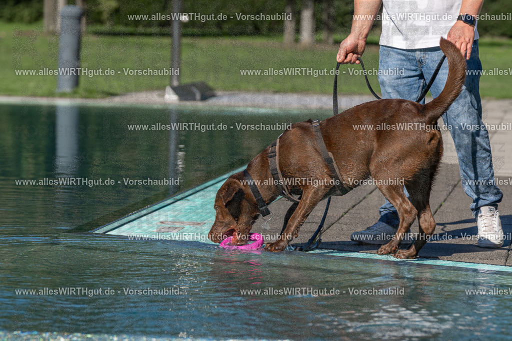 Hundeschwimmen_Volksbad_2026-allesWIRTHgut_Tierfotografie-2609061053-FAY06009 | Professionelle Tierfotografie in Mönchengladbach von Daniel Wirth (allesWIRTHgut). Liebevolle & natürliche Bilder von Hunden & Katzen für unvergessliche Erinnerungen.