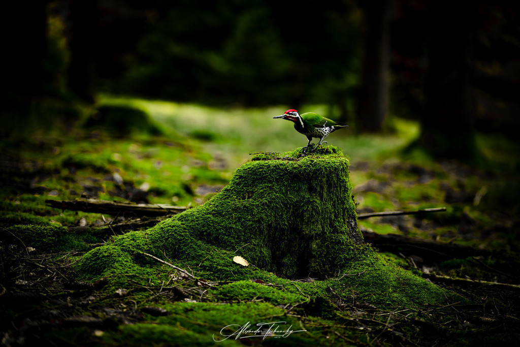 Spessart | Entdecken Sie die faszinierende Welt von Alexander Tschuncky Arts: Kreative Fotografie, atemberaubende Automobilkunst und hochwertiger Bilderdruck. Lassen Sie sich inspirieren! - Realisiert mit Pictrs.com