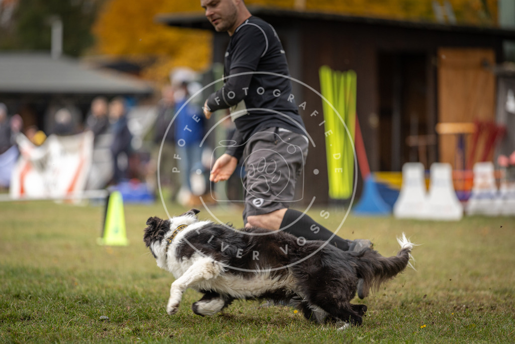 Pfotenfotografie_DV3A7953 | Hundefotografie, Tierfotograf, Pfotenfotografie, Fotoshooting Hund, Hunde Portrait, Hundesport, Hundeportraits, Heideshooting, Hunde, Sportfotograf, Hundefotograf, Turnierhundsport, THS,  - Realisiert mit Pictrs.com