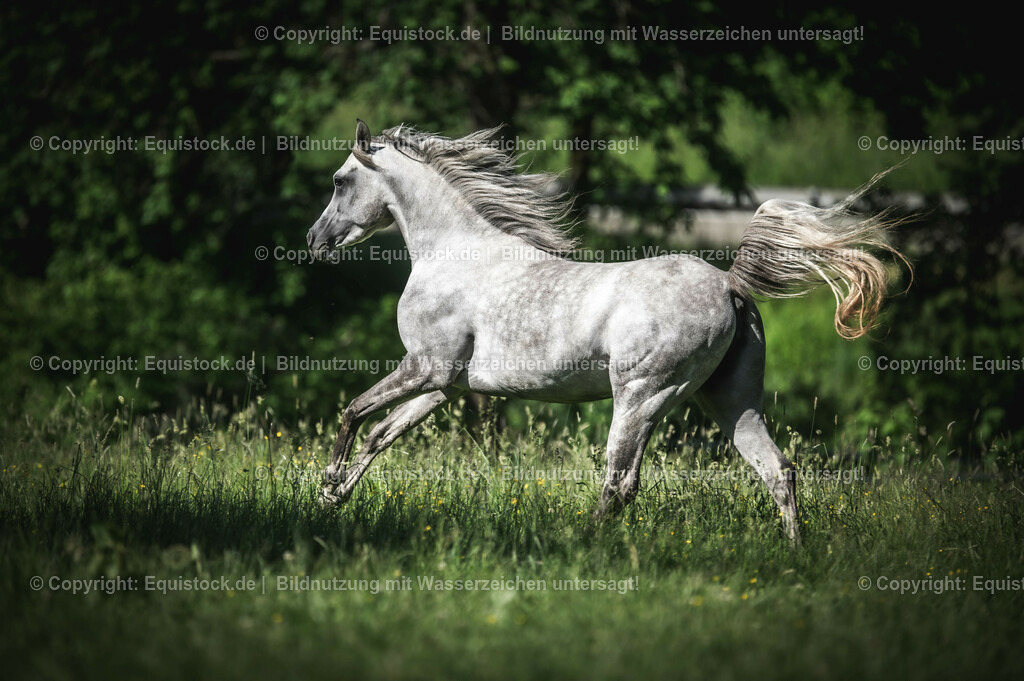 20210617_Araber_Marbach_Koppel_0058 | Foto: Thomas Hartig