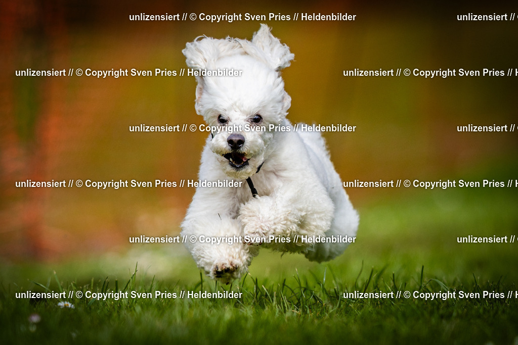 Sven Pries | 2025-04-13 - Hunderennen Baden-Baden - Realisiert mit Pictrs.com