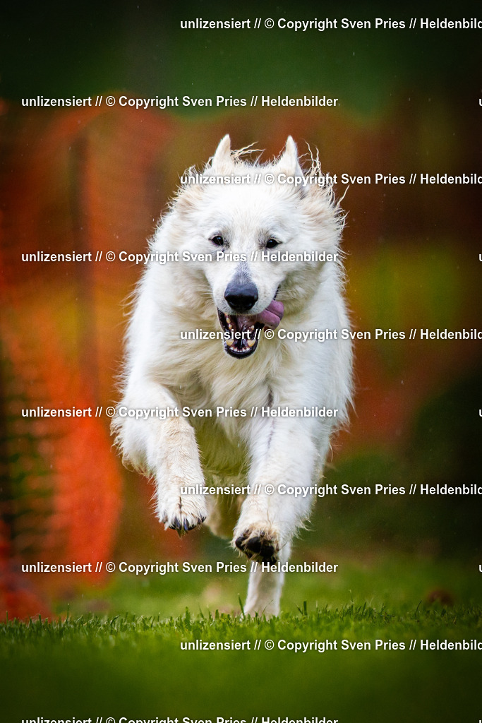 Sven Pries | 2025-09-21 - Hunderennen Baden-Oos - Realisiert mit Pictrs.com