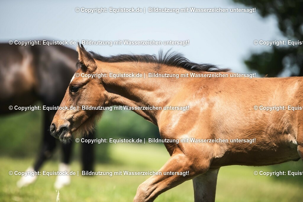 20210617_Fohlen_0173 | Foto: Thomas Hartig
