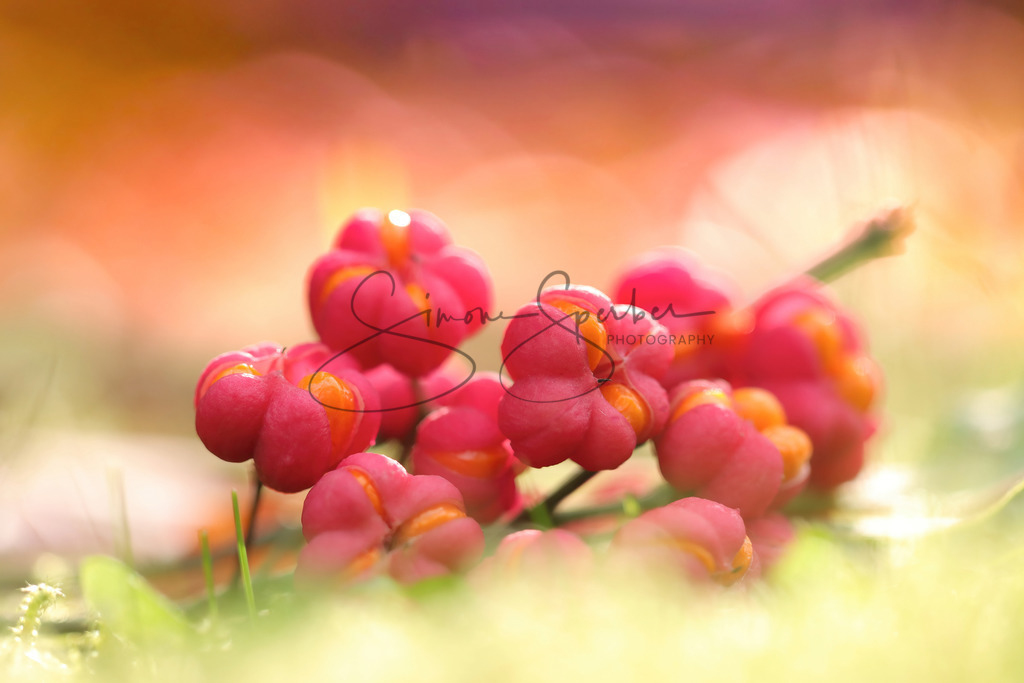 Pfaffenhütchen | Simone Sperber, svb-photography,Fotografin,Bilddesignerin,Naturfotografie,Macrofotografie,Tierfotografie,Wildtierfotografie,Ausstellungen,Auftragsfotografie,Kunst,Art,Photographer,Shootings,Bildberatbeitung,Galerie,Shop