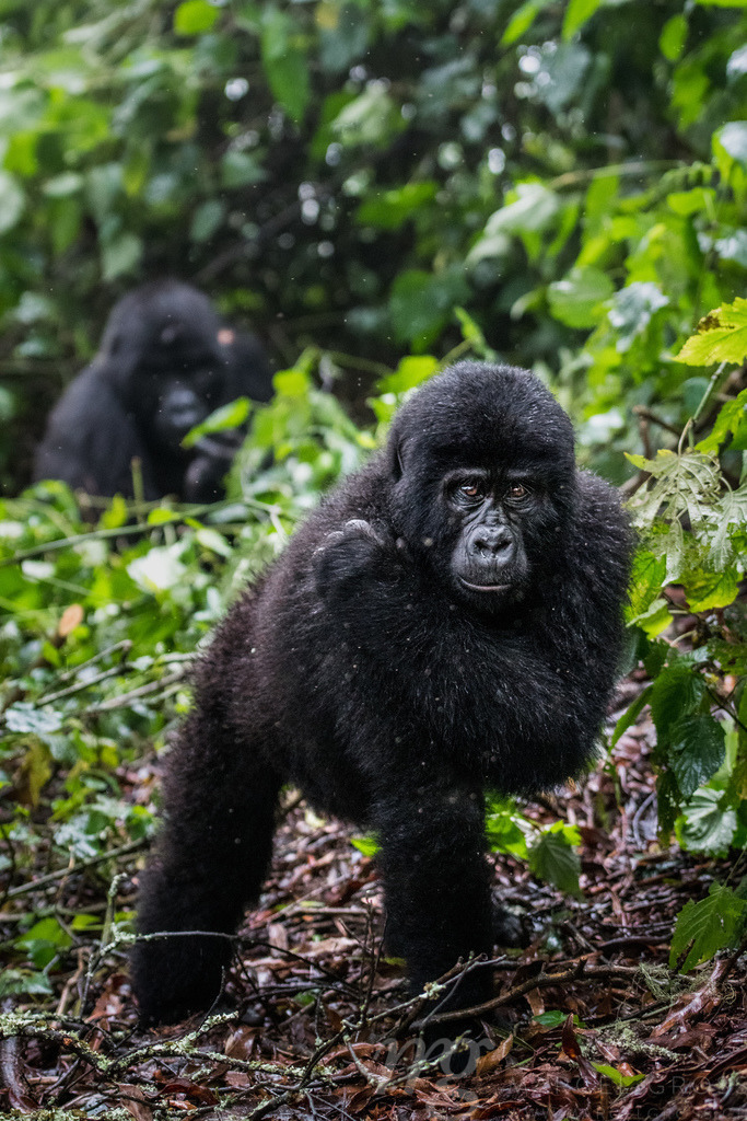 who's the monkey here? | a handsome young male gorilla in Bwindi Impenetrable National Park, Uganda watching the group of tourists on their gorilla trekking adventure - Realisiert mit Pictrs.com