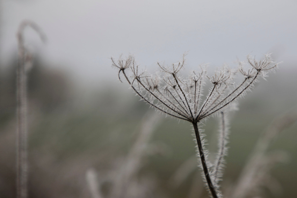 Raureif_Weisten_101222_04 | Bildergalerie von Sport-Ereignissen aber auch von weiteren spannenden Dingen - nicht nur vom Niederrhein. In Anlehnung an den bekannten Spruch von Hanns Dieter Hüsch heißt das Motto: "Niederrhein ist überall".  - Realisiert mit Pictrs.com