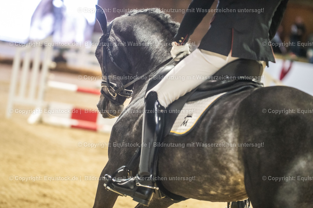 20240302_Hengstvorstellung_Marbach_TOMsPiC_0195 | equistock