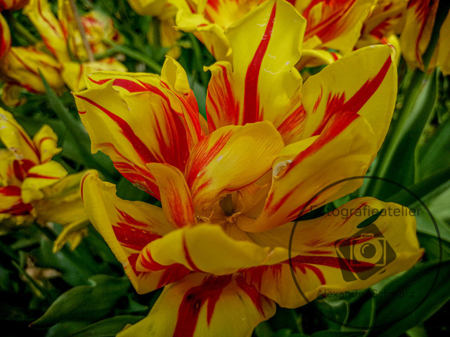 1000206-27042024-164840 | Landschaftsfotos, Naturfotos, Fotos, Fotograf, Landschaftsfotograf, Naturfotograf, professioneller Fotograf